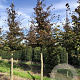 Fagus syl. 'Atropunicea' 25-30 HO draadkluit