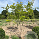 Gleditsia triac. 'Sunburst' 250-300 cm draadkluit meerstammig
