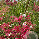 Heptacodium miconioides 200-225 cm draadkluit meerstammig
