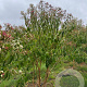 Heptacodium miconioides 200-225 cm draadkluit meerstammig