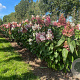 Hydrangea pan. Pinky Winky 150-175 cm draadkluit meerstammig