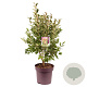 Ligustrum luc. Green Screen 80-90 cm 13L
