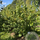 Lindera benzoin 200-250 cm draadkluit meerstammig