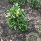 Magnolia 'Susan' 80-100 cm met kluit