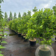 Magnolia 'Susan' 125-150 cm 20L