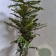 Mahonia media 'Winter Sun' 80-100 cm met kluit