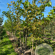 Morus alba 250-300 cm draadkluit meerstammig