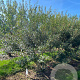 Osmanthus burkwoodii 175-200 cm draadkluit meerstammig