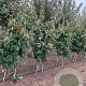 Parrotia persica 175-200 cm draadkluit meerstammig