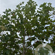 Platanus hispanica 16-18 HO draadkluit