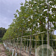 Platanus hispanica 16-18 HO draadkluit