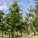 Quercus cerris 10-12 HO draadkluit