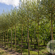 Salix alba 'Chermesina' 12-14 cm draadkluit 225 cm stam Beveerd