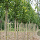 Tilia plat. 'Rubra' 14-16 HO draadkluit