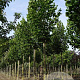 Tilia plat. 'Rubra' 14-16 HO draadkluit
