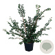 Ulmus minor suberosa 125-150 cm 30L extra