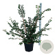 Ulmus minor suberosa 125-150 cm 30L extra