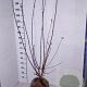 Viburnum bodn. 'Dawn' 100-125 cm met kluit
