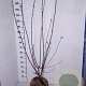 Viburnum bodn. 'Dawn' 100-125 cm met kluit