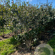Viburnum carlcephalum 175-200 cm draadkluit meerstammig