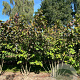 Viburnum plic. 'Tennessee' 200-250 cm draadkluit meerstammig