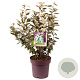 Elaeagnus ebbingei 80-90 cm 13L