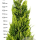 Chamaecyparis l. 'Ivonne' 160-180 cm met kluit extra