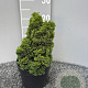 Chamaecyparis o. 'Nana Gracilis' 15-20 cm 2,0L