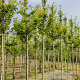 Prunus 'Umineko' 10-12 HO draadkluit