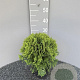 Thuja occ. 'Danica' 25-30 cm 2,0L