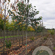 Cercidiphyllum japonicum 8-10 HO draadkluit
