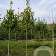 Magnolia kobus 8-10 HO draadkluit