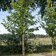 Magnolia kobus Isis 12-14 HO draadkluit