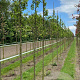 Malus baccata 'Street Parade' 8-10 HO draadkluit