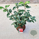 Camellia ret. 'Mary Williams' 40-50 cm 5,0L