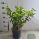 Prunus l. 'Angustifolia' 30-40 cm 3,0L