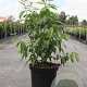 Chimonanthus praecox 60-80 cm 10L