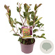 Photinia fraseri 'Red Robin' 30-40 cm 3,0L