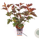 Physocarpus opulif. 'Diabolo' 30-40 cm 3,0L