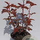 Physocarpus opulif. Lady in Red 30-40 cm 3,0L