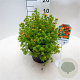 Potentilla f. 'Red Ace' 25-30 cm 3,5L