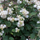 Symphoricarpos doorenbosii 'Magical Galaxy' 25-30 cm 2,0L