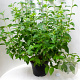 Cornus sericea 'Flaviramea' 40-60 cm 3,0L