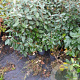 Elaeagnus ebbingei 50-60 cm 5,0L