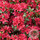 Azalea (J) 'Toreador' 70-80 cm 40L