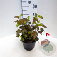 Physocarpus opulifolius 'Diable d'Or' 30-40 cm 3,0L