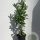 Prunus I. 'Rotundifolia' 80-100 cm 7,5L