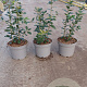 Quercus ilex 40-60 cm 5,0L