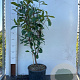 Photinia fraseri 'Red Robin' 80-100 cm 10L