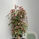 Photinia fraseri 'Red Robin' 80-100 cm 10L